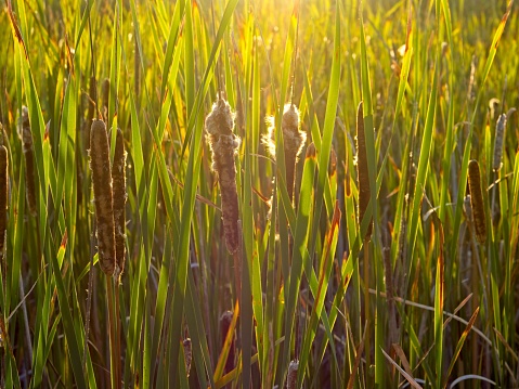 Tall grass cattails glowing in the late day sunshine at Plum Island wildlife refuge in Massachusetts. Details of grasses and cattails with billowing seed pods being back lit.