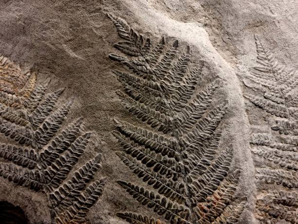 シカシシ - fossil leaves ストックフォトと画像