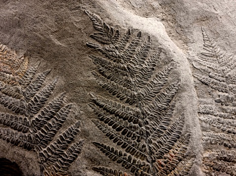 Fossil Fern inside a peace of slate. The fossil is more than 100 mio Years old.
