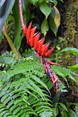 tropische-blume-brillante-farbe-im-tropischen-regenwalddschungel-von-costa-rica.jpg?b=1&s=170x170&k=20&c=ifih6XnsCAQxd0ke_wOAIhcJLrtjiGN5FTN_sN2sldU=