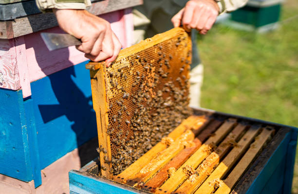 istock Agriculture insect organic farming. Beehive wooden frame apiary. 1424644127