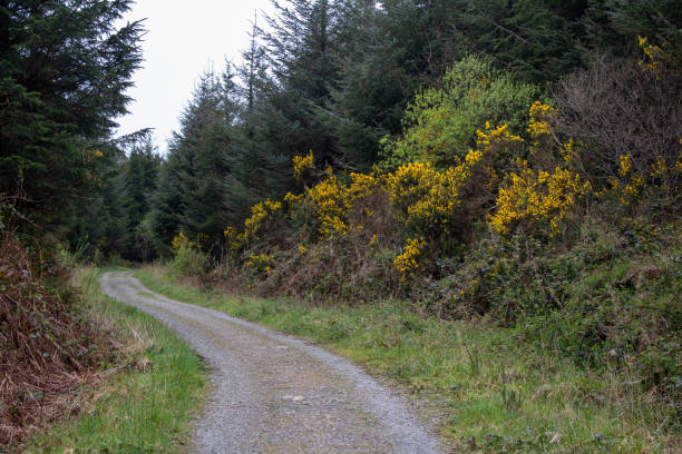 istock Ballinspittle nature park, West Cork Ireland 1424644830