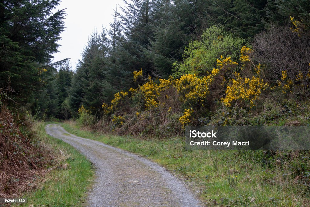 Ballinspittle nature park, West Cork Ireland Garretstown woods located in Ballinspittle, a short drive from Kinsale is a beautiful wooded parkland and nature reserve. Autumn Stock Photo