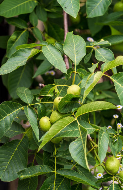 istock Farming green nuts with leaves on the tree. Fresh organic nut harvesting. 1424647904