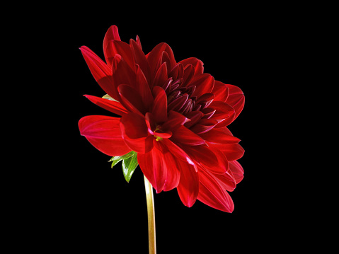 Red dahlia flower extreme close up.. Side view. Flower macro image isolated on black, clipping path included