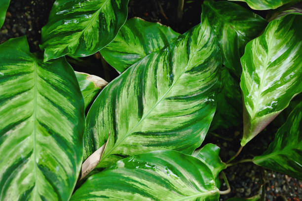 istock Exotic 'Calathea Louisae' plant 1424648879