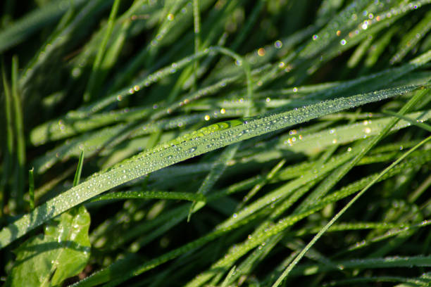 Macro photography of iridescent dew drops on green grass. Banner, cover, flyer, layout design, textures, background.