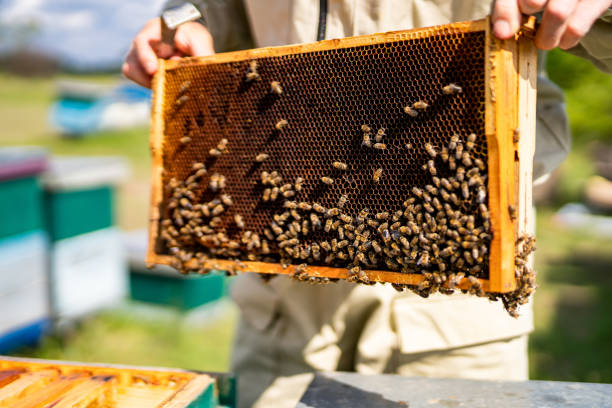 istock Wooden honey bee farming. Beekeeping farming apiary. 1424652269