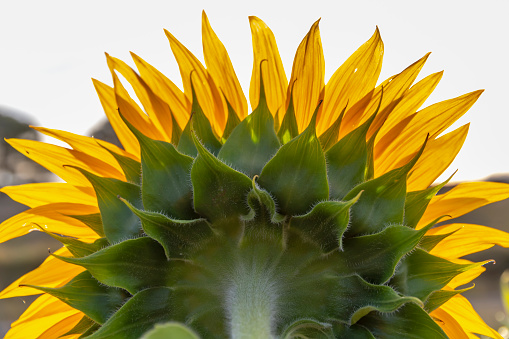 close-up of sunflower looking downward