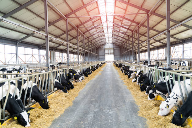 Hangar of cows feeding. Animal domestic ranching. Milk farming. Hangar of cows feeding. Animal domestic ranching. Milk farming. cowshed stock pictures, royalty-free photos & images