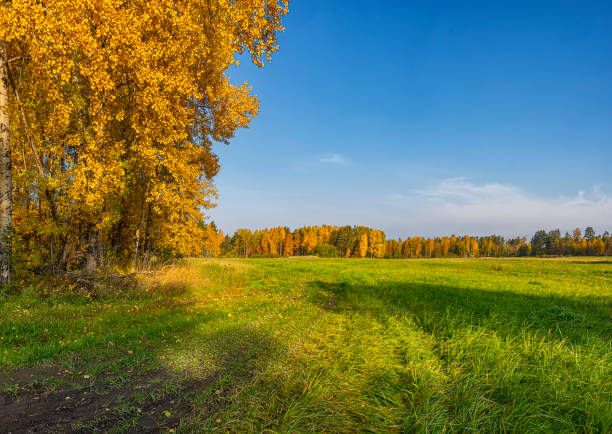 Aspen grove in gold attire in October