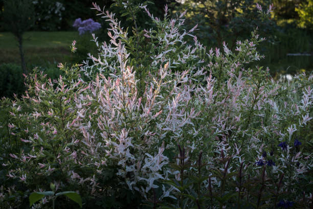 istock A sunlit Acer negundo Flamingo shrub. 1424660512