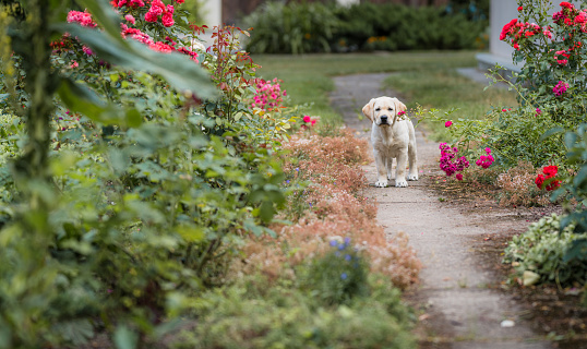 A yellow labrador retriever puppy is standing and looking at us, red roses are blooming next to him