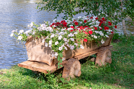 Beautiful white and red petunia flowers .Petunia hybrida. on an old wooden cart.Flower wagon