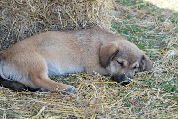 Wide-angle shot of a brown and white Anatolian Shepherd dog standing watchfully atop round hay bales in pastoral farmland, silhouetted against a warm sunset sky.