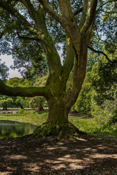 istock Phoenix Park area on a beautiful sunny day, Dublin, Ireland 1424662154