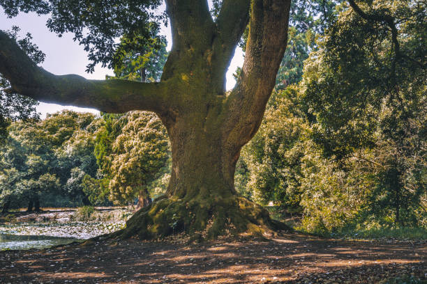istock Phoenix Park area on a beautiful sunny day, Dublin, Ireland 1424662170