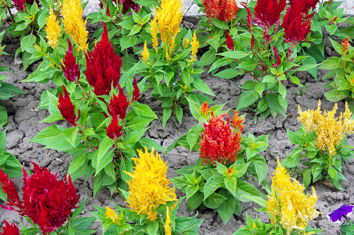 red and yellow salvia plants in a flower bed in the garden