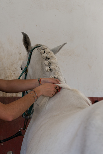 In a stable a woman collects the mane of a white mare in small braids, only the girl's hands are visible, seen from behind the horse.