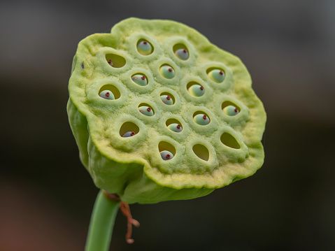 Close-up of withered water lily