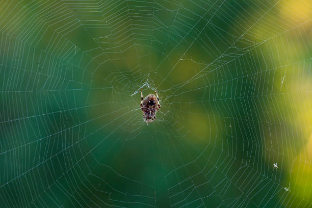 istock Orb weaver spider in the middle of its web 1424666835