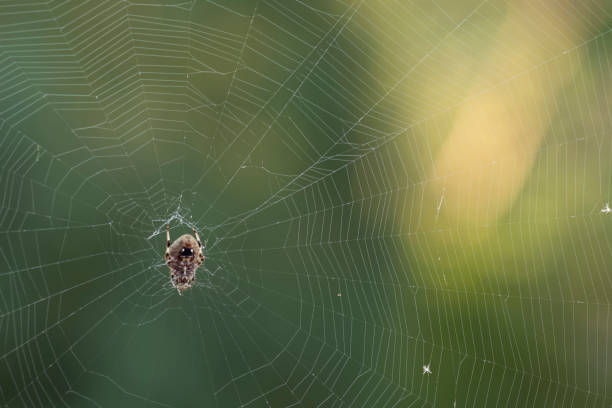 istock Ventral view of a barn spider on her web close up 1424666837