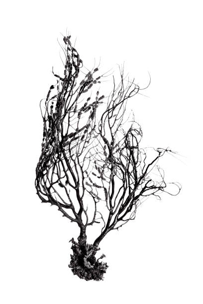 istock Found Beach Flora in Black and White 1424668297