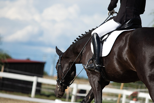 An experienced female show jumper is crossing over very focused a hurdle on a sunny day during a horse riding work shop at Ranshofen Horse Riding Arena, Austria.\nCanon EOS 5D Mark IV, 1/1000, f/6,3 , 97 mm.