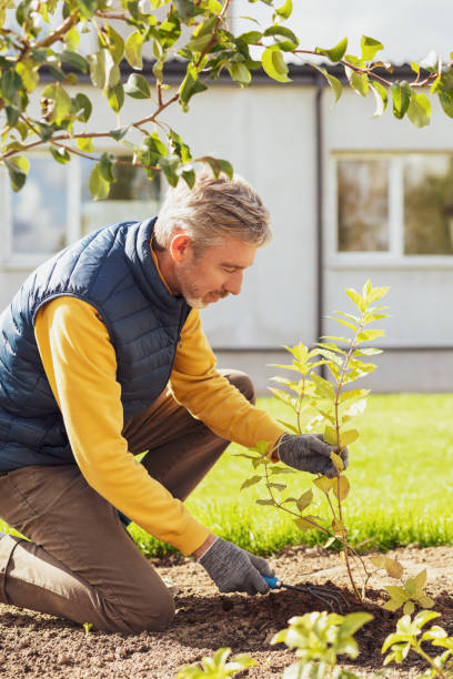 istock A 50-year-old white male weeds a hydrangea bush in his garden 1424668714