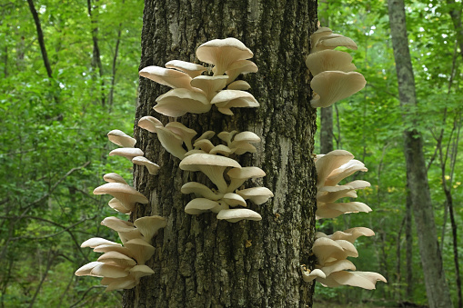 Cluster of oyster mushrooms (Pleurotus ostreatus) on dead tree, deep in the forest. A sought-after mushroom. Taken in Connecticut, late summer/early fall.