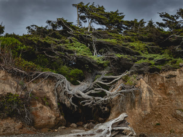 istock The Tree of Life at Ruby Beach Washington 1424669557