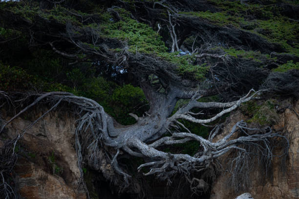 istock The Tree of Life at Ruby Beach Washington 1424669563