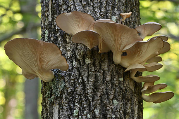Oyster mushrooms on dead tree, low angle stock photo