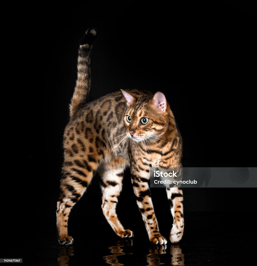 Bengal Cat In Studio Stock Photo - Download Image Now - Bengal Cat ...
