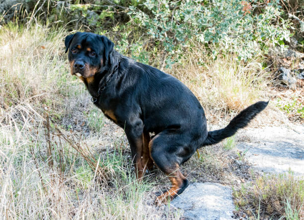 istock defecate rottweiler in nature 1424672131