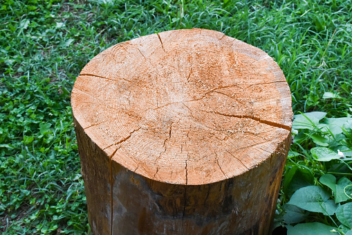 Oak wood slab texture with bark, growth rings and cracks isolated on white background overhead view