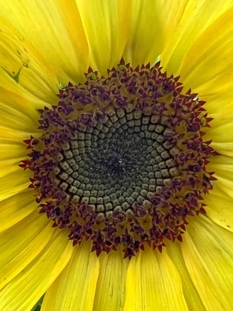 istock A close-up of a yellow flower 1424673579