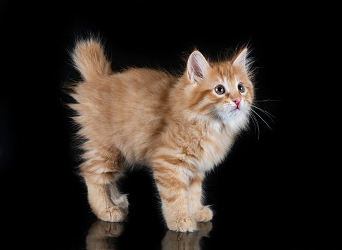 young Kurilian Bobtail in front of black background