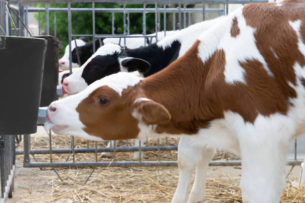 Cattle breeding, young cows - rearing dairy calves, stock photo