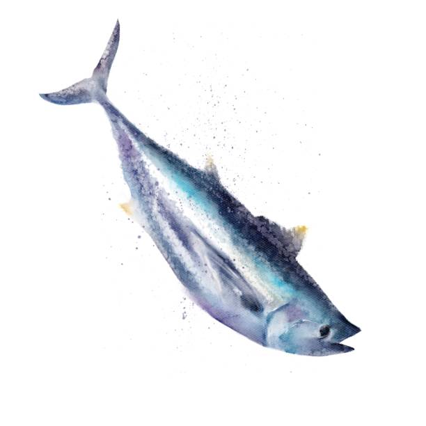 tuńczyk akwarelowy na białym tle - catch of fish illustrations stock illustrations