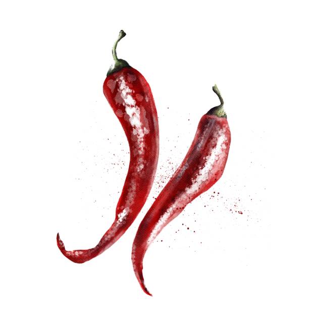 Watercolor Hot Chili Pepper on a white background vector art illustration