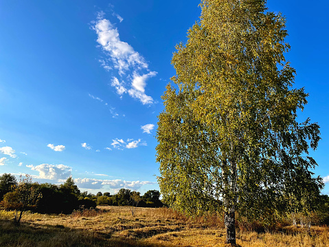 view of a large birch against the sky with clouds