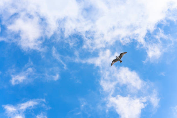 istock A Japanese kamome seagull flying in a blue sky. 1424681701