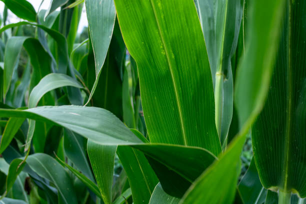istock Green leaves of corn in the field 1424682525