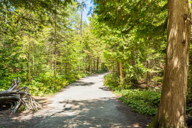 Hiking trail in fir tree green summer forest at sunny day. Bruce Peninsula National Park, Ontario, Canada. stock photo
