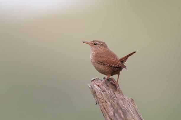 istock The Eurasian wren 1424684860