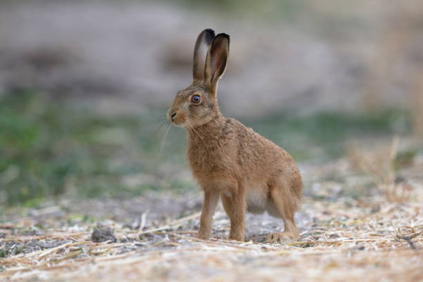 istock The European hare 1424685454