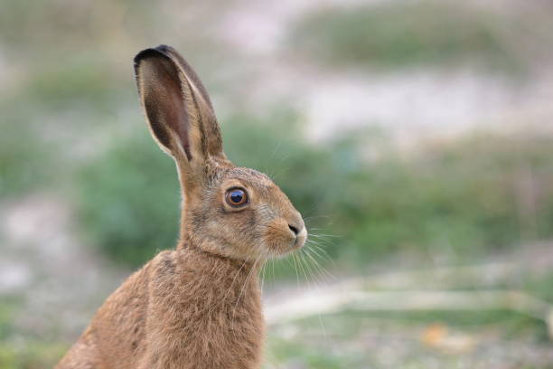 istock The European hare 1424685522