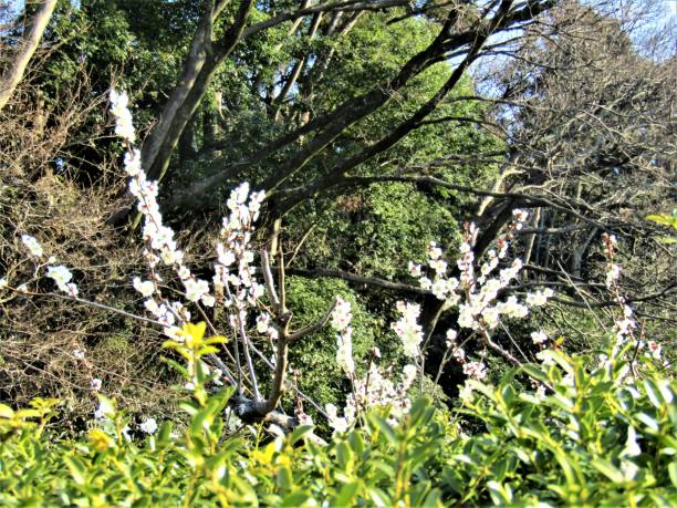 istock Japan. March. Sunny morning. Plum blossom. 1424685714