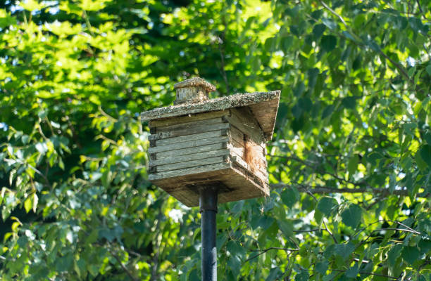 nido de pajarera de madera. problema inmobiliario de la vivienda, crisis de la vivienda. inflación escasez de viviendas. - birdhouse house bird house rental fotografías e imágenes de stock